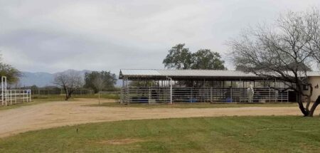 Horse Boarding in Marana